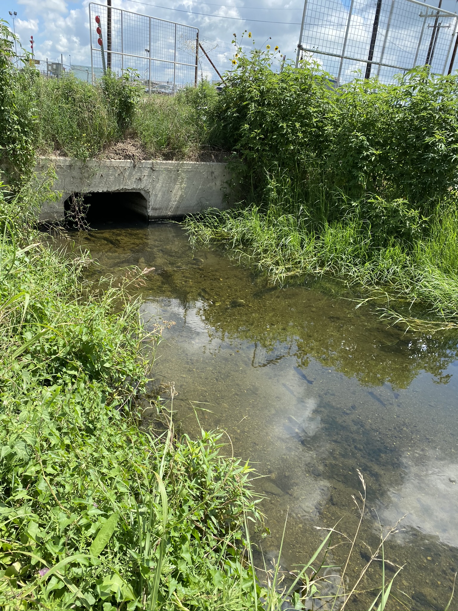 Fish surround the effluent discharged into creek