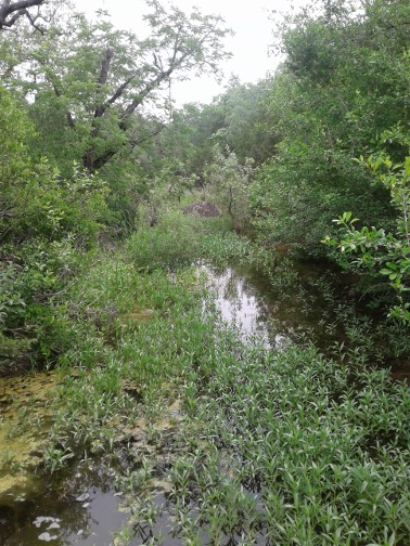 Wetland in the headwaters of Leon Creek
