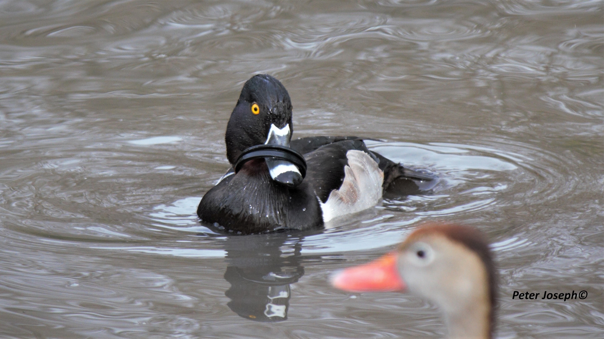 Ring necked duck in San Antonio River