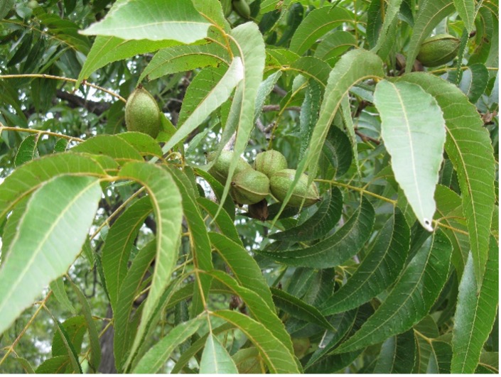 Close up image of pecan tree leaves and budding pecan nuts.