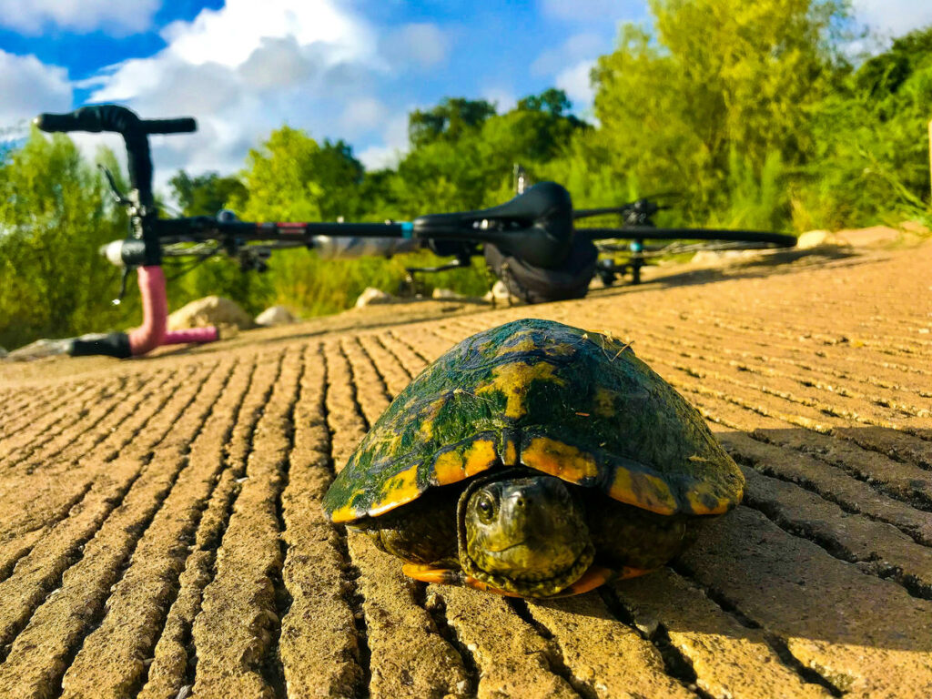 Close up image of a turle on gravel pavement next to a bike.
