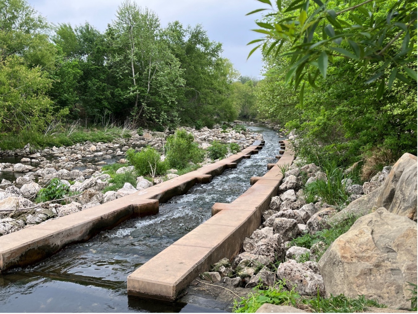 Trees grow along the Mission Reach of the San Antonio River near Confluence Park