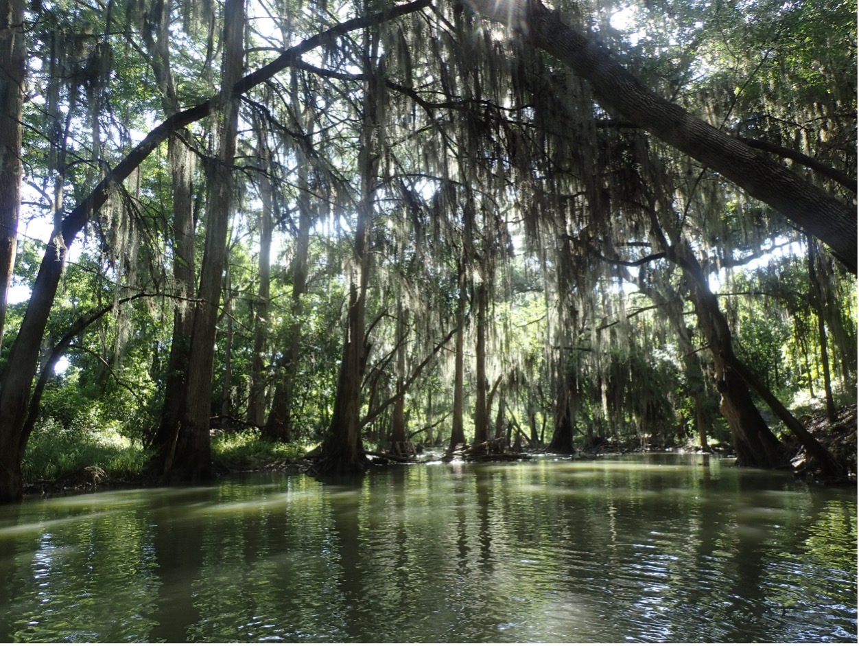 Bald cypress trees grow along the San Antonio River