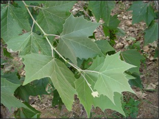 Close up image of the American Sycamore leaves