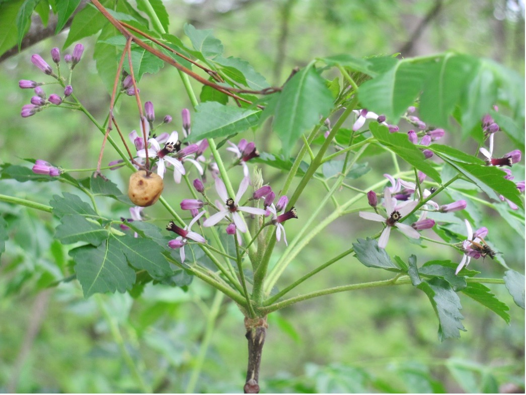 Focused view of Chinaberry plant