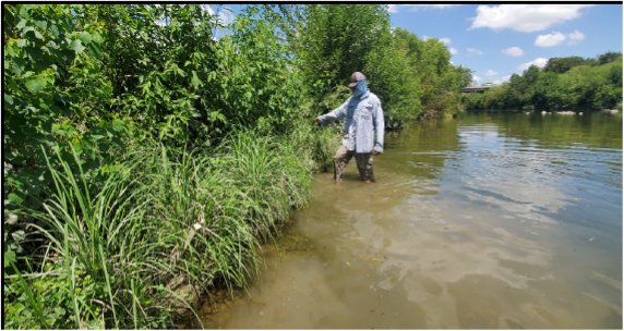 Robust plant growth has been observed on coir logs installed in the Mission Reach of the San Antonio River.