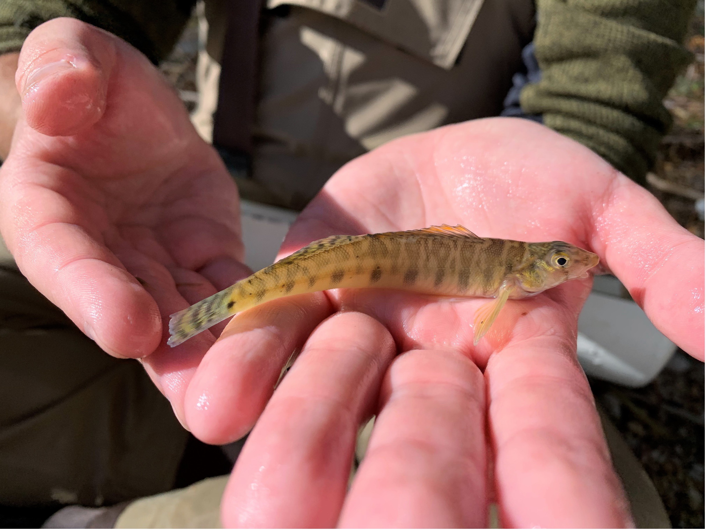 Texas Logperch fish 