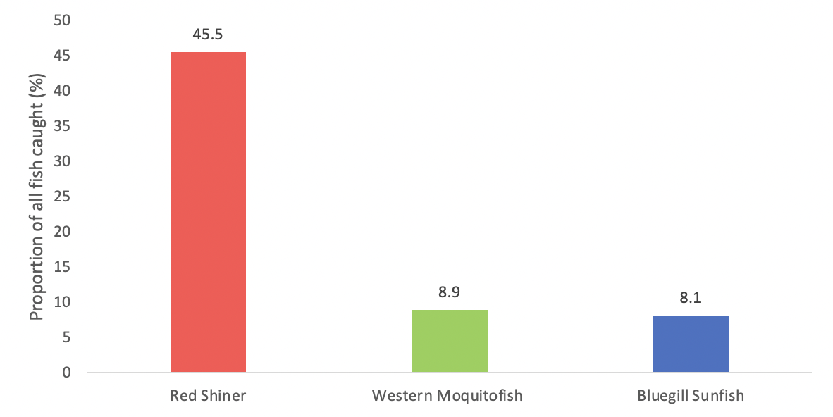 Graph compares the proportion of all fish caught with three main species: Red Shiner, Western Moquitofish, and Bluegill Sunfish. 