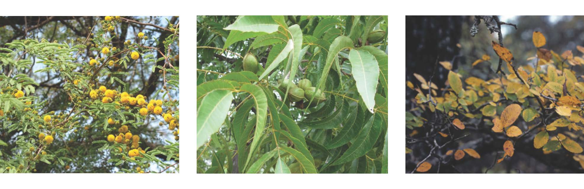 From left to right: Huisache/Sweet Acacia (Vachellia farnesiana), Pecan (Carya illinoinensis), and Texas cedar elm (Ulmus crassifolia)