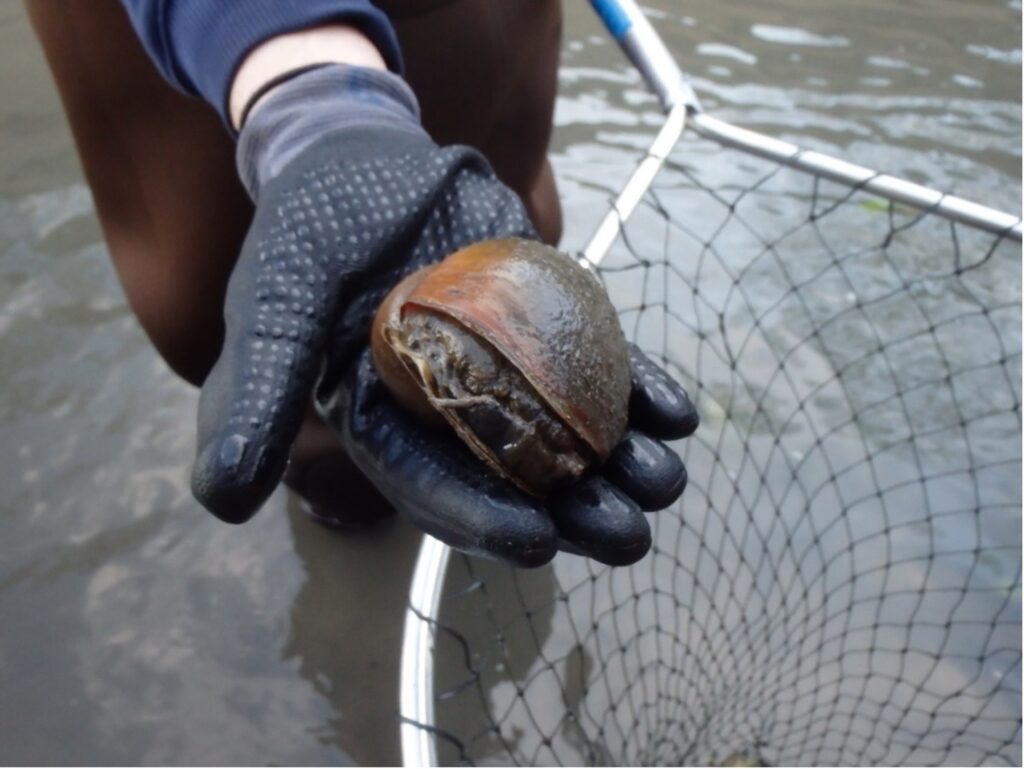 Hand extended holds an adult apple snail.