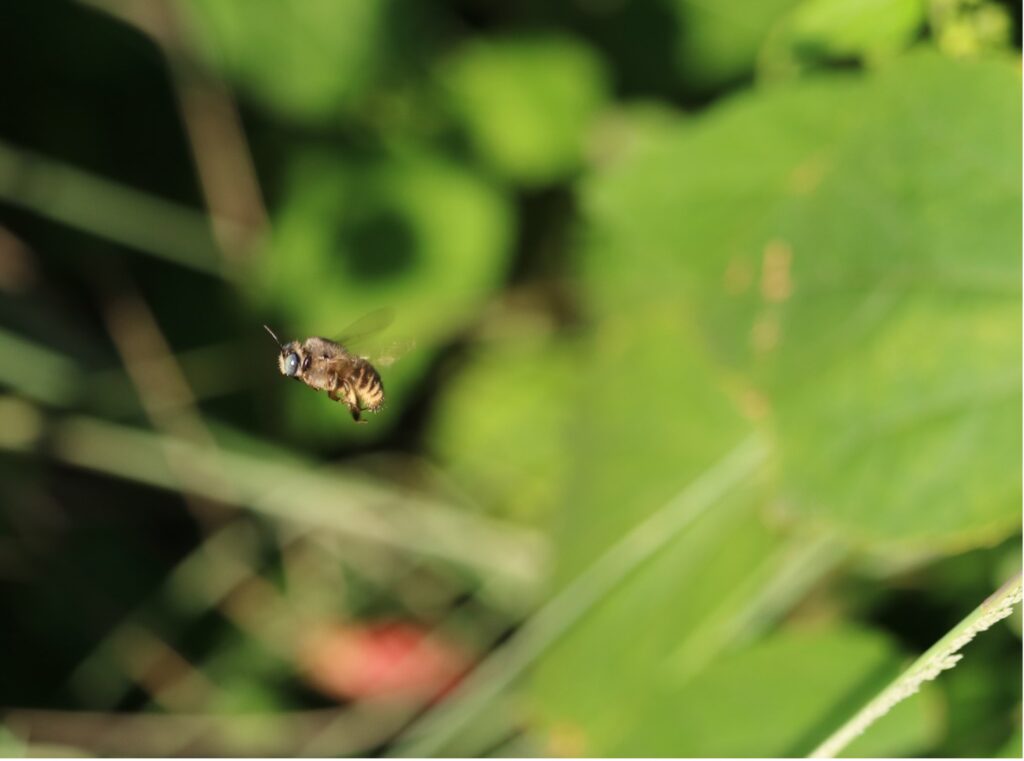 A Parkinson’s carpenter bee (Xylocopa tabaniformis ssp. Parkinsoniae) in mid-flight.