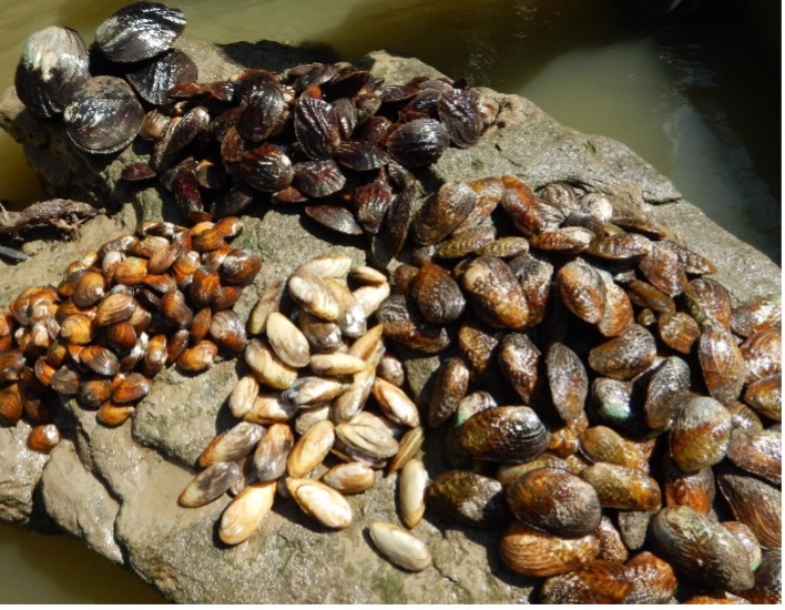 Mussels recovered during a relocation event. Species include Yellow sandshell, Pistolgrip, Pimpleback, Threeridge, and Washboard.