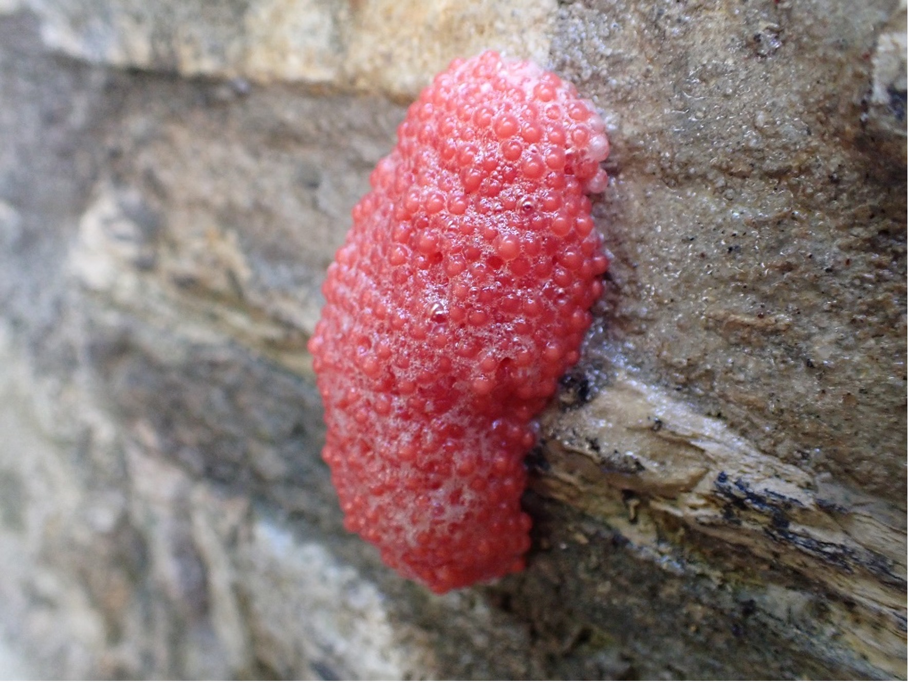 Apple snail egg casing found on wall.