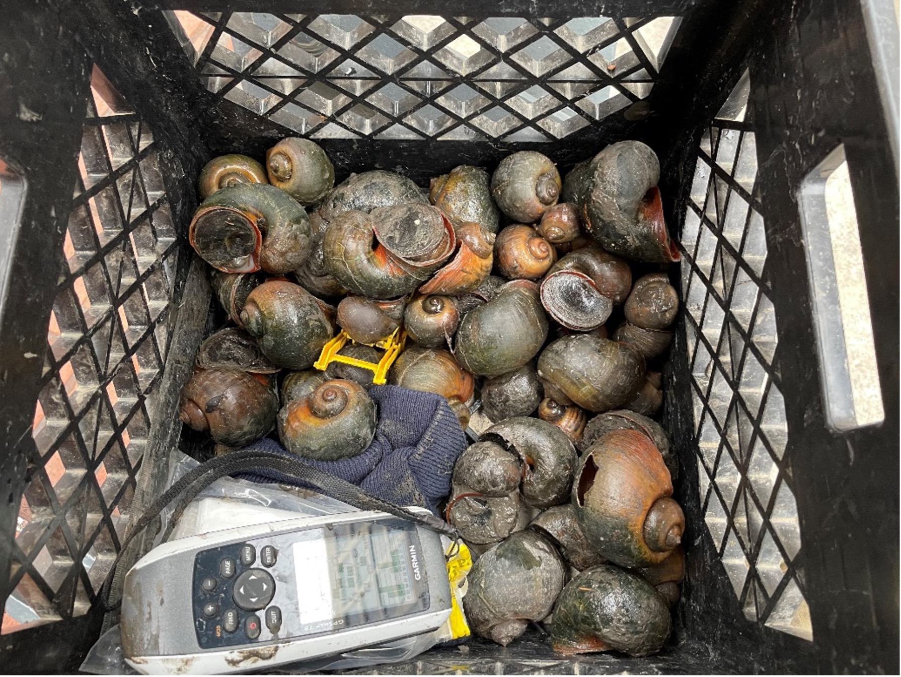 Collected adult apple snails.