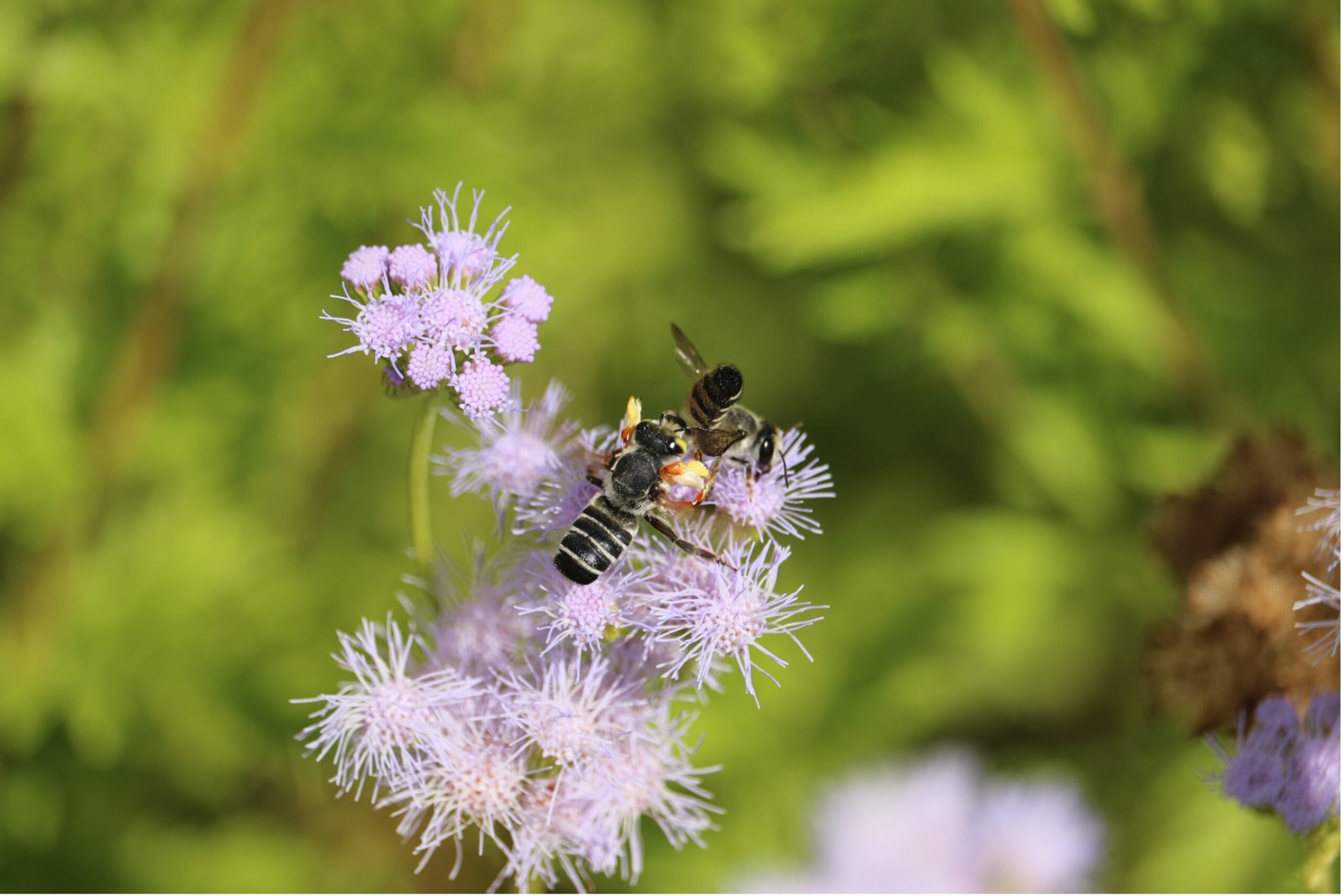 A pair of Megachile policaris, a species of leaf-cutter bee, feeds on Gregg’s mistflower. 