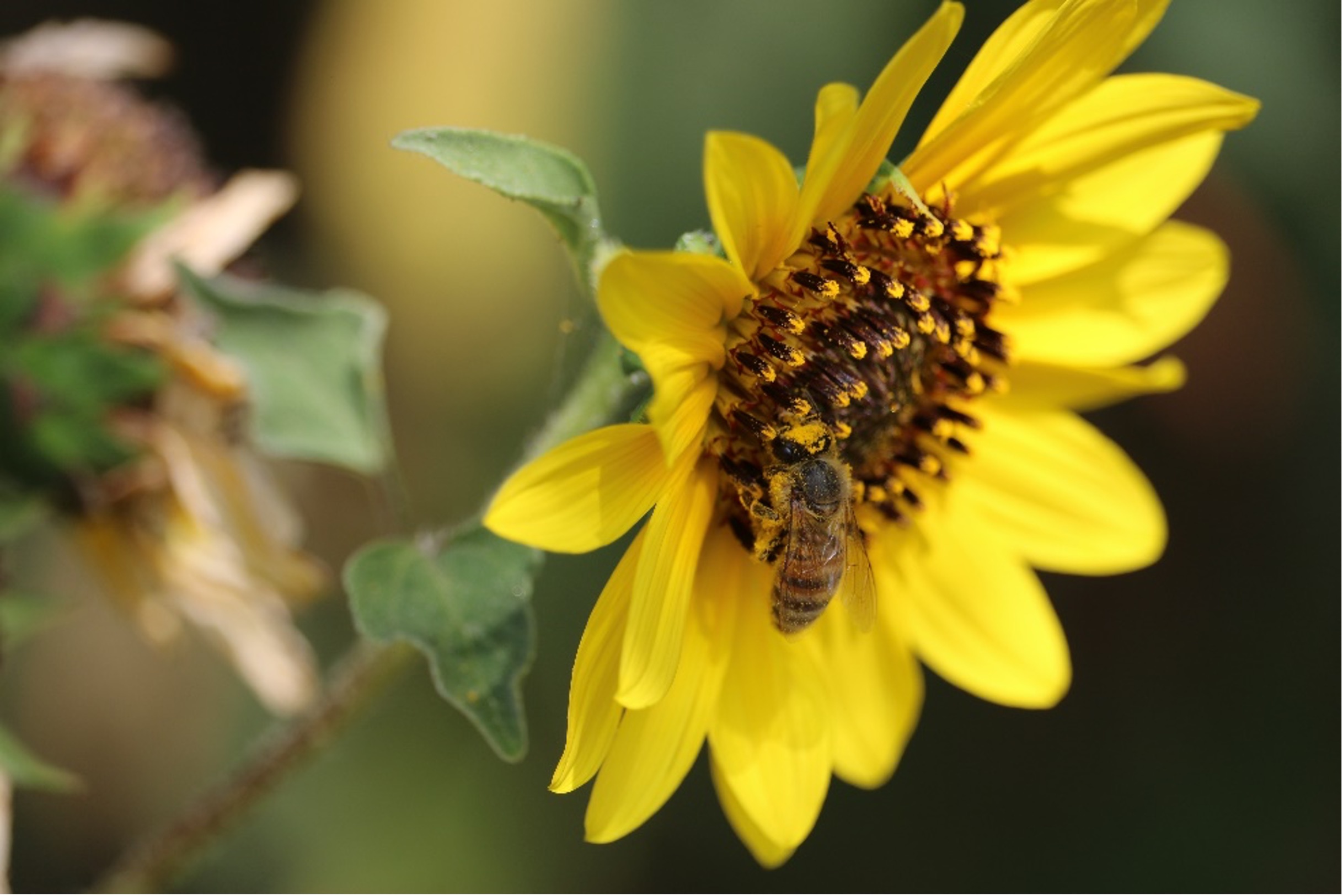 A Western honey bee (Apis mellifera) feeds on a Common sunflower. 