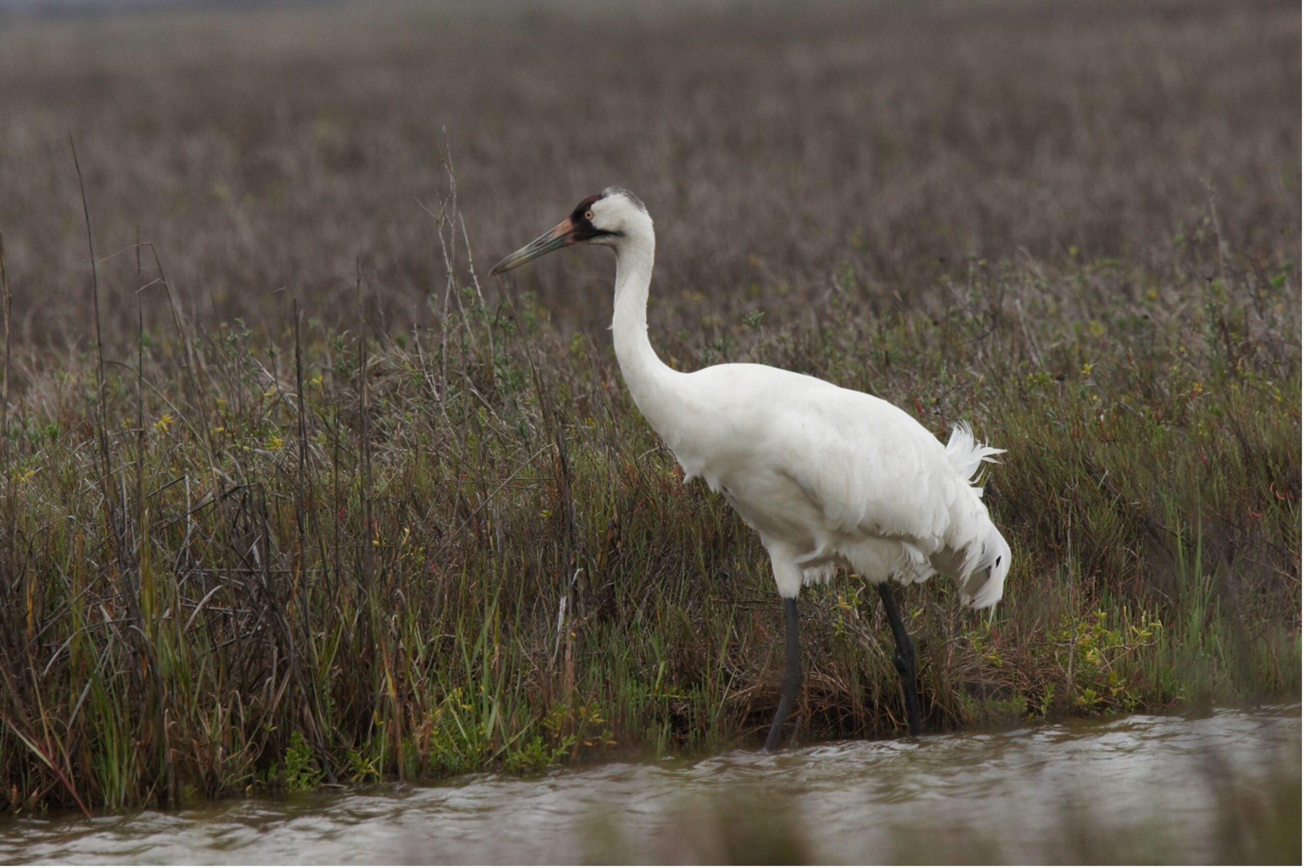 Whooping Crane