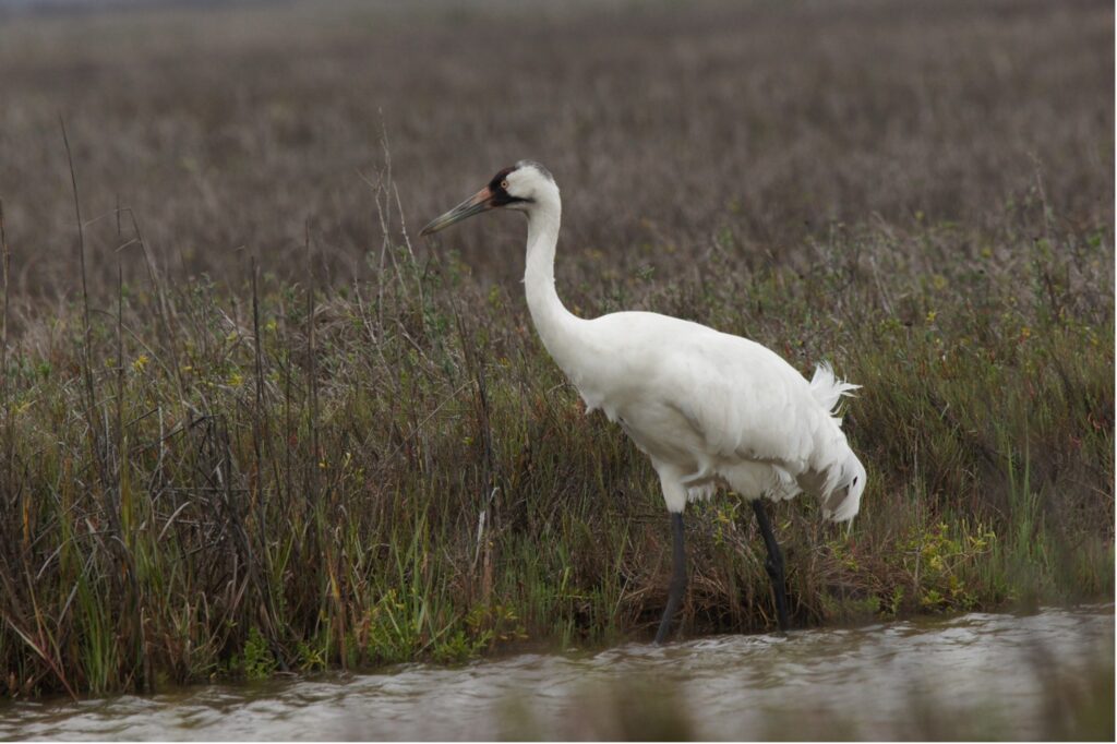 Whooping crane