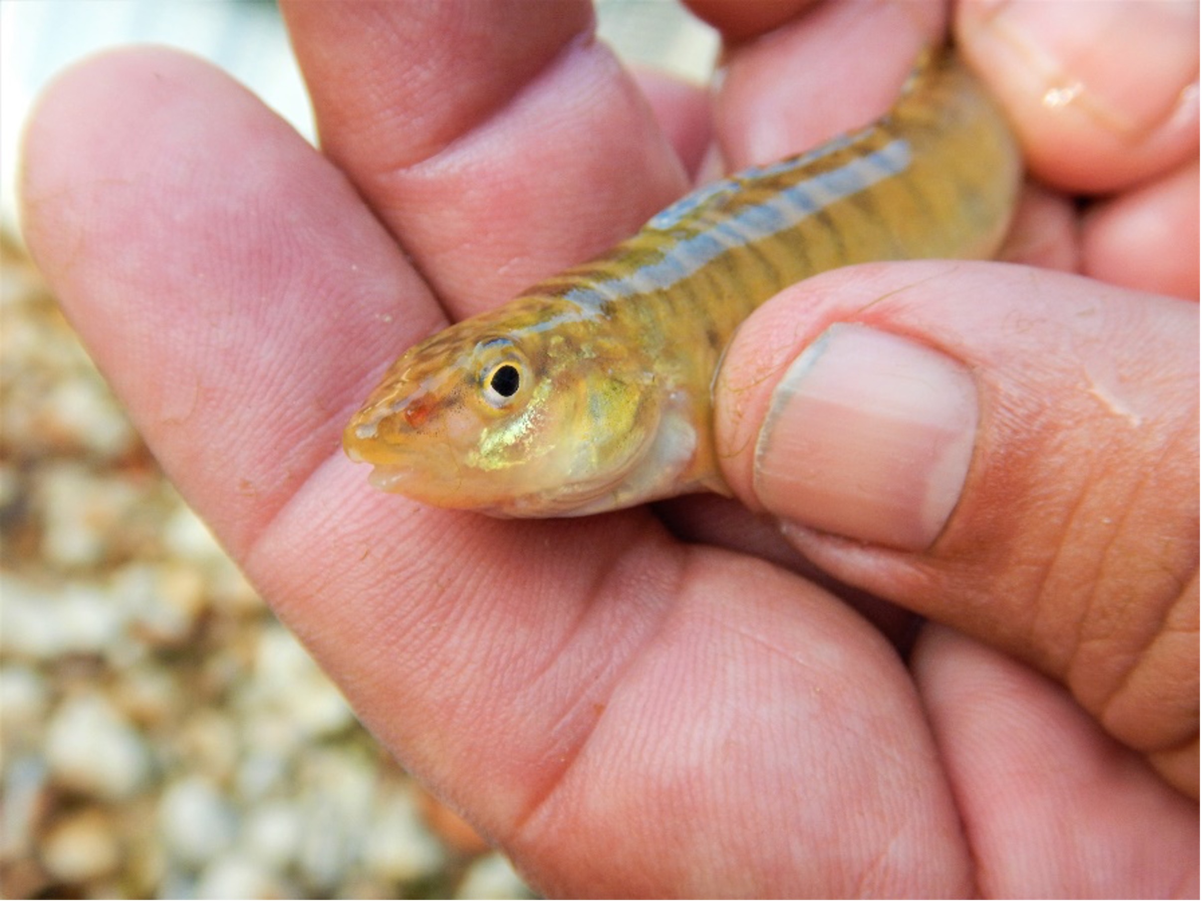 A Texas Logperch fish is held carefully in the hands of River Authority Scientists. 