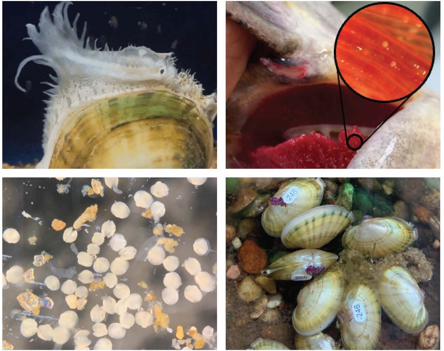 Top left: A gravid female Texas fatmucket displaying her fish-like lure (Photo Credit: Bailey Gaines (USFWS)). Top right: Pistolgrip glochidia attached to a Flathead catfish’s gills. Bottom left: Freshwater mussels that just dropped off the gills of a fish. Bottom right: Propagated Texas fatmucket with unique identification tags. 