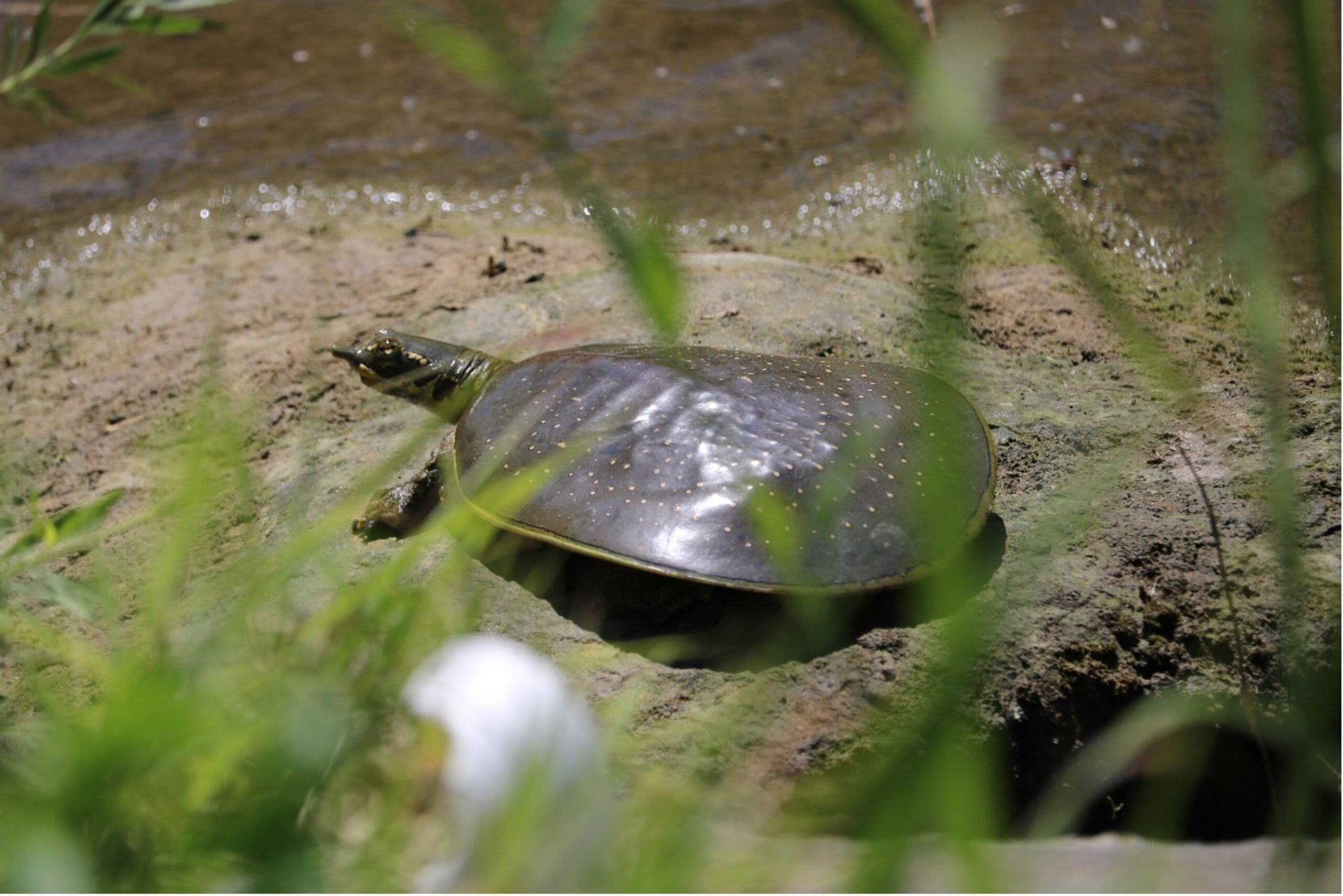 A soft shelled turtle sits on top of a rock. 