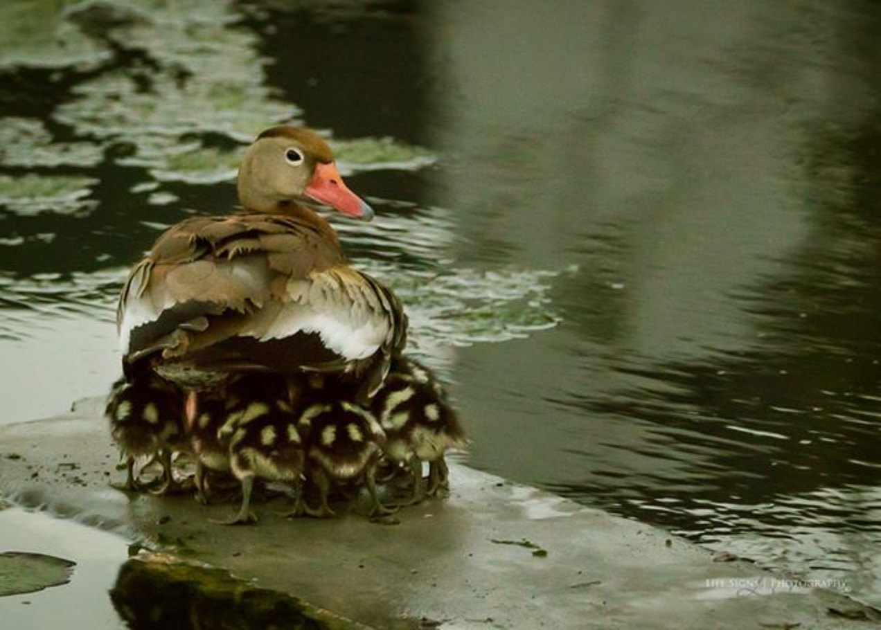 A family of ducks follow behind their mother duck.