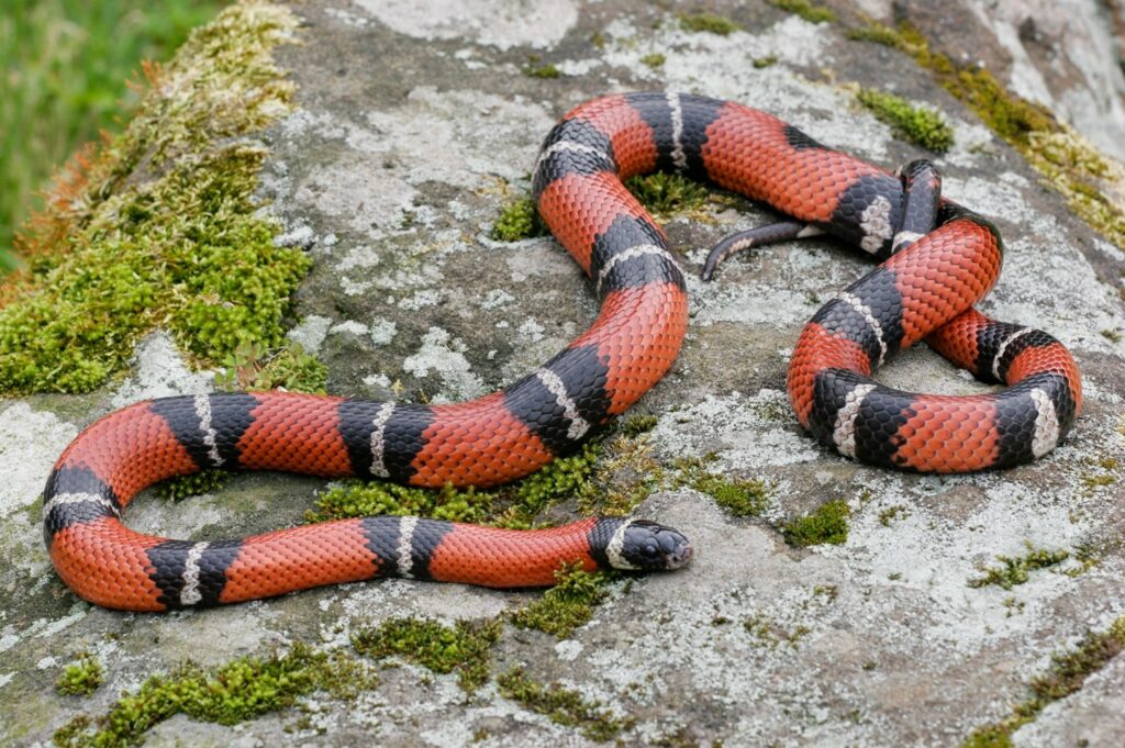 Mexican_milk snake