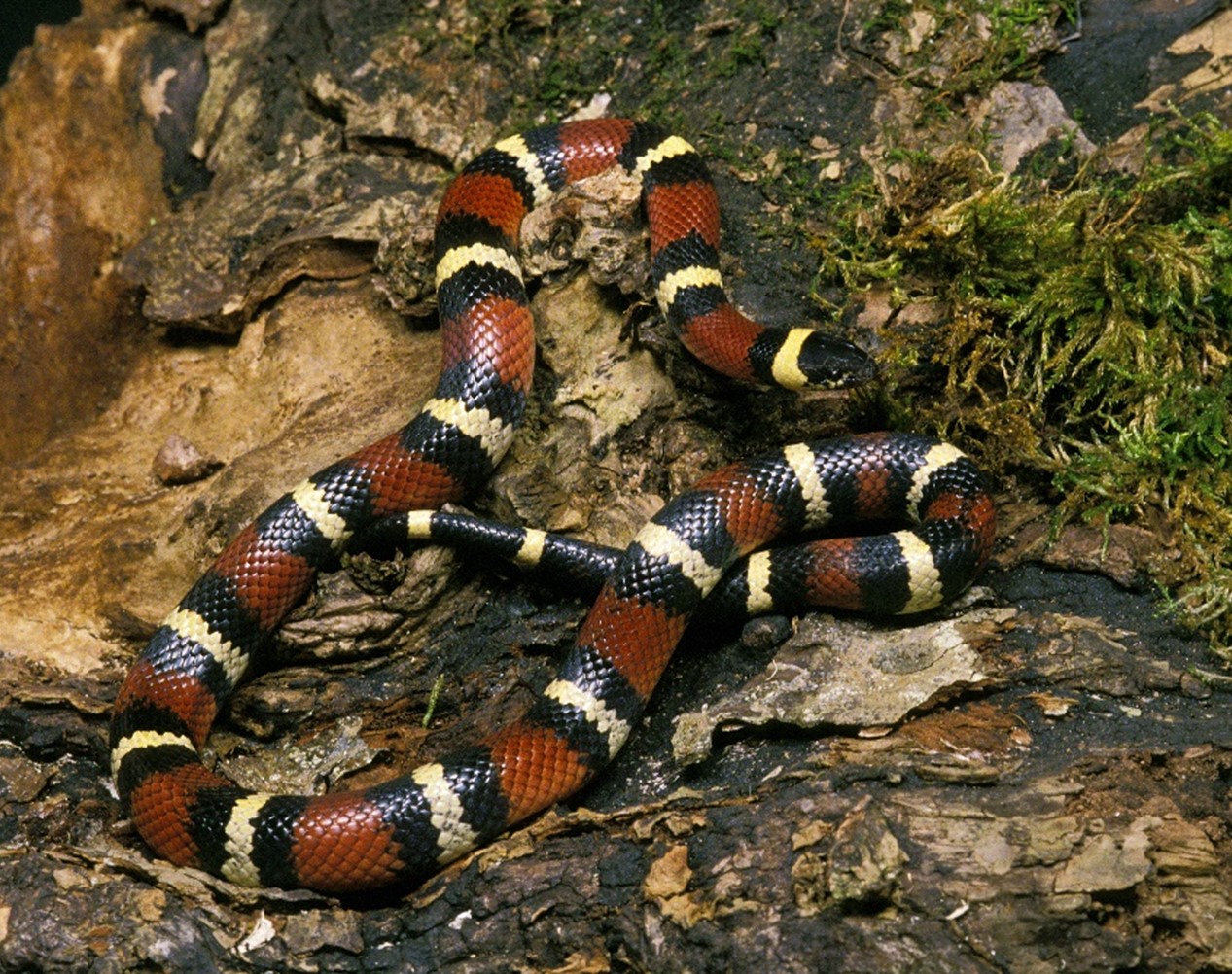 Mexican_milksnake3