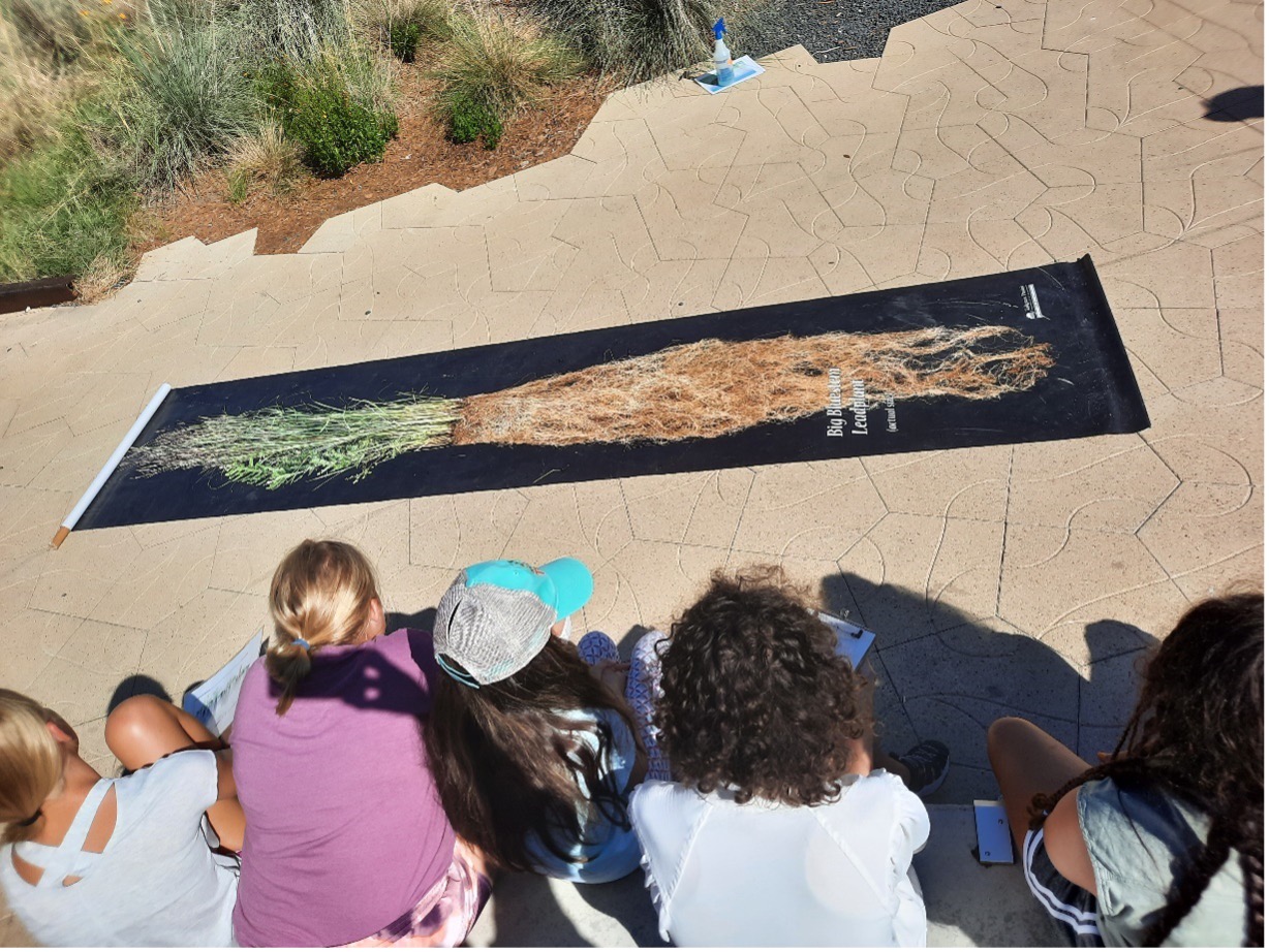 Group of children observe a poster displaying plant roots.