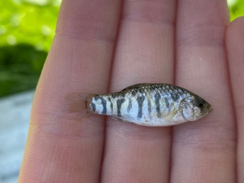 A sheepshead minnow