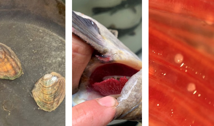 3 up close images of mussels