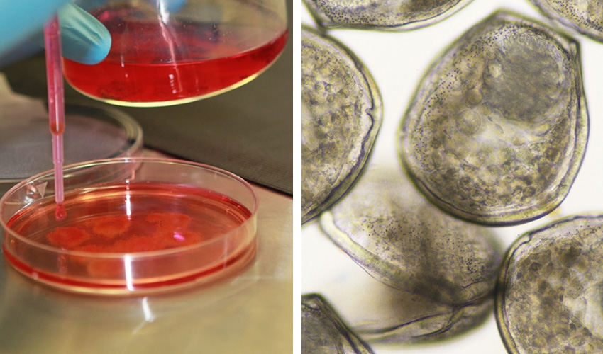 Mussel cells in petri dish