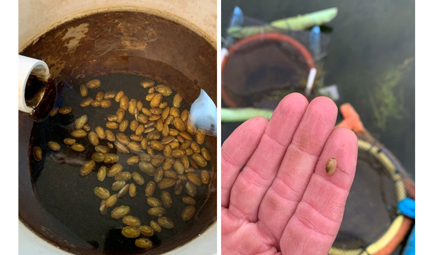 Mussels in holding tank and measured against a finger.