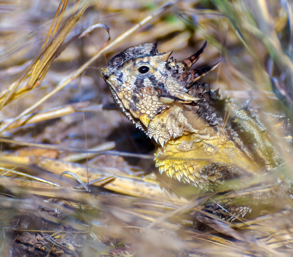 Texas Horned Lizard