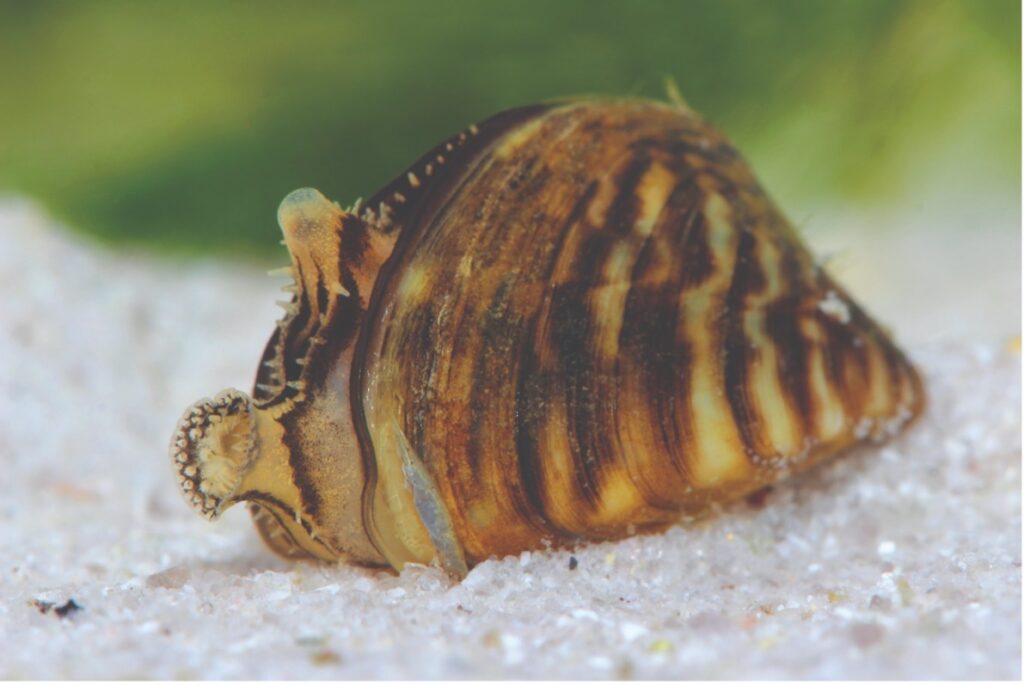 Zebra Mussel