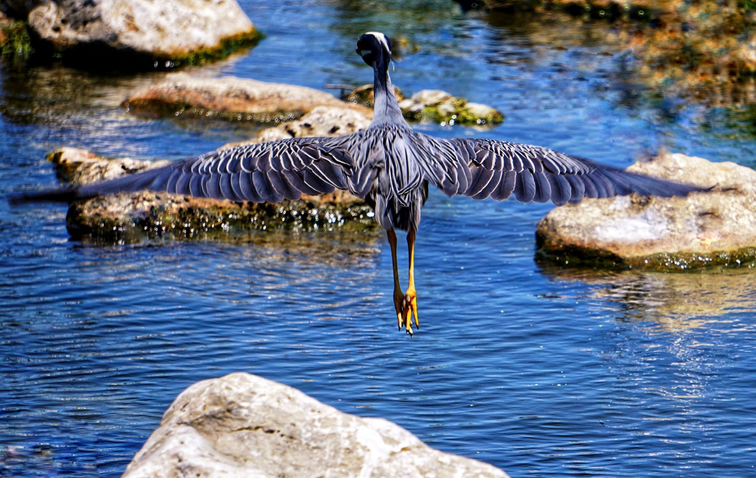 Blue Heron