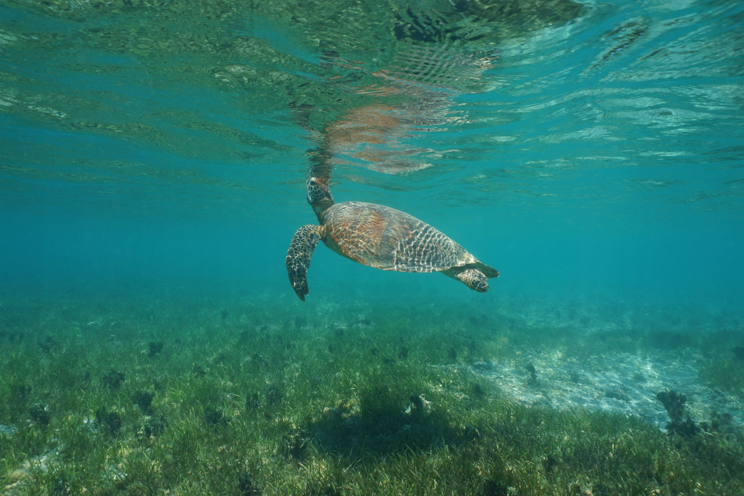 Sea turtle under water