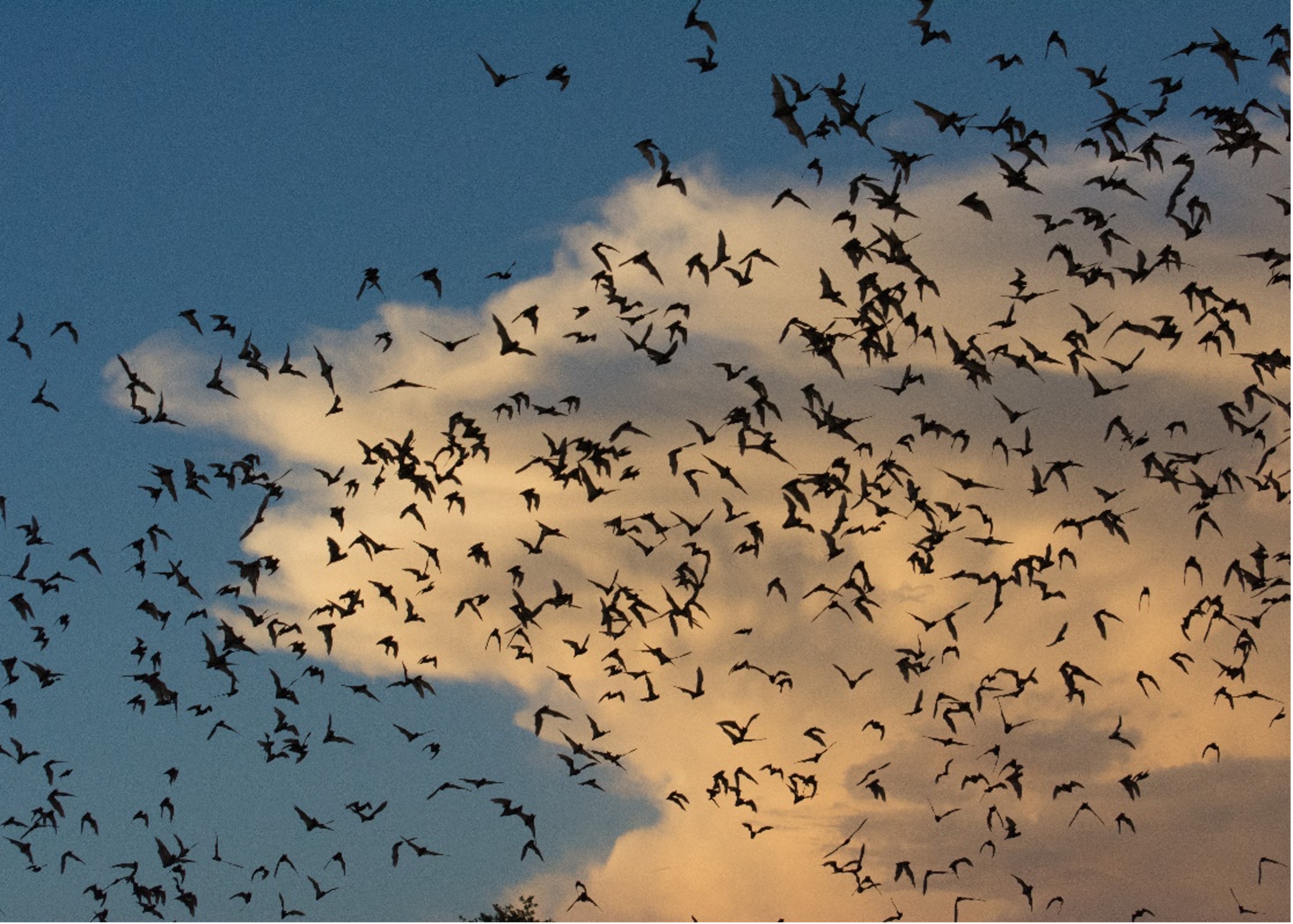 Mexican free tail bats swarming in the sky