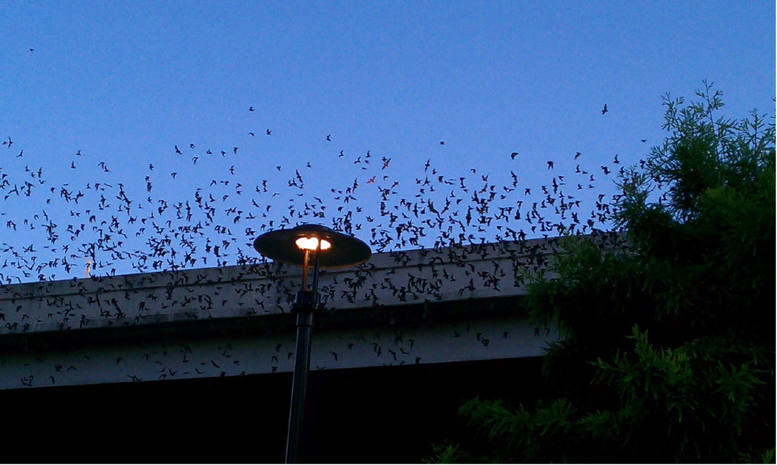 Mexican free tail bats emerging from under the highway as night approaches.