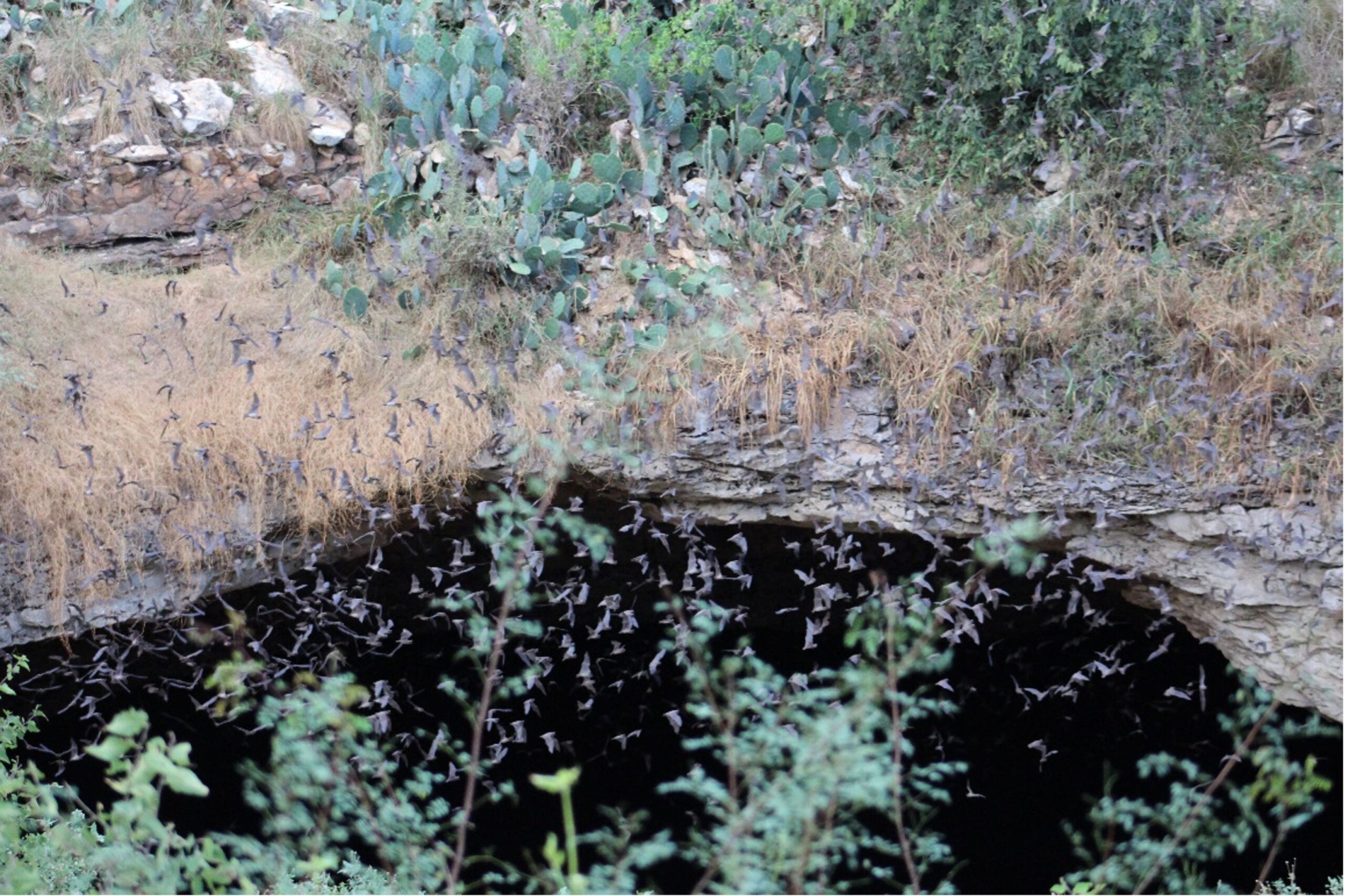 Mexican free tail bats emerge from cave