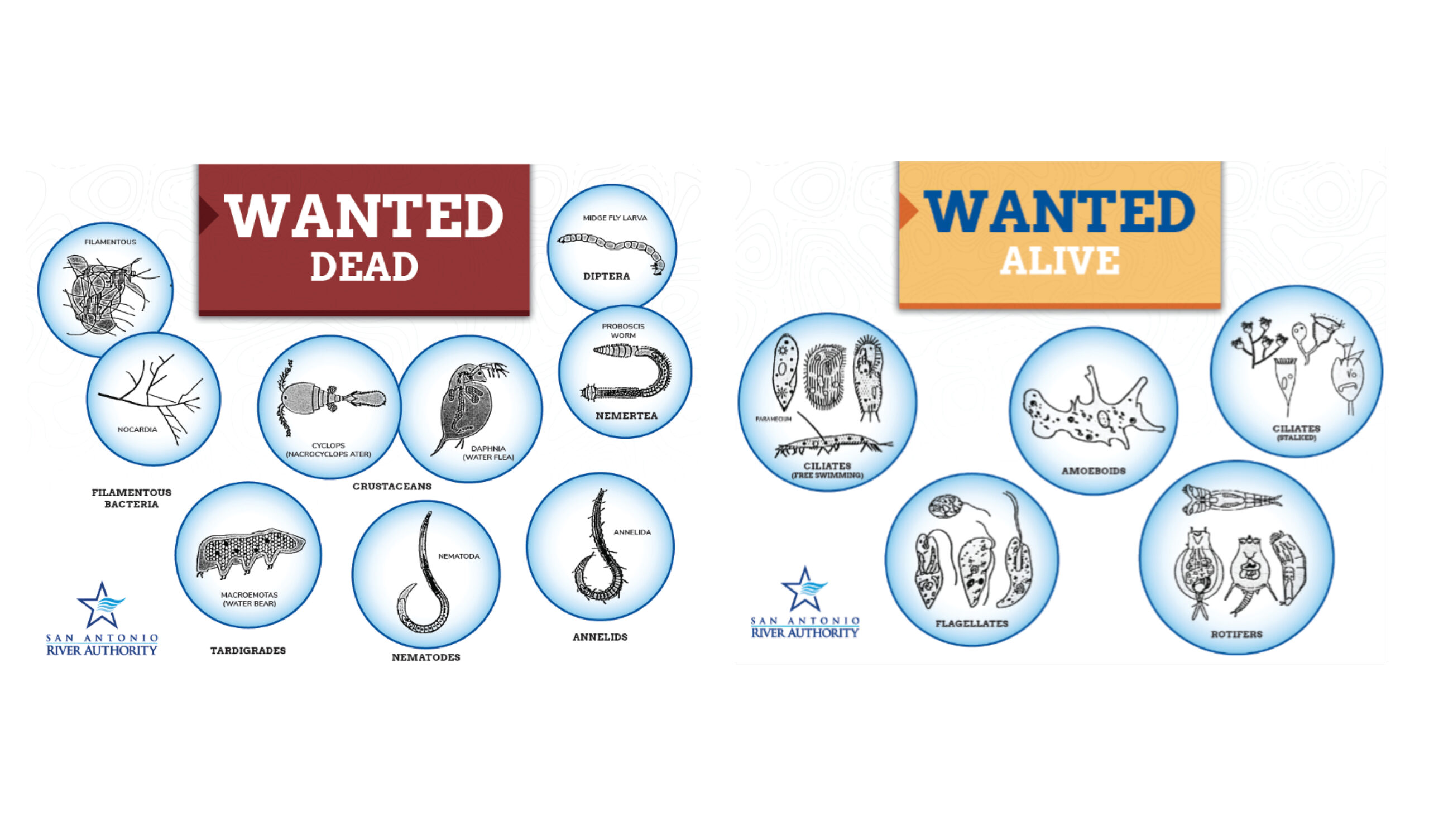 Examples of different microorganisms operators look for during water quality testing