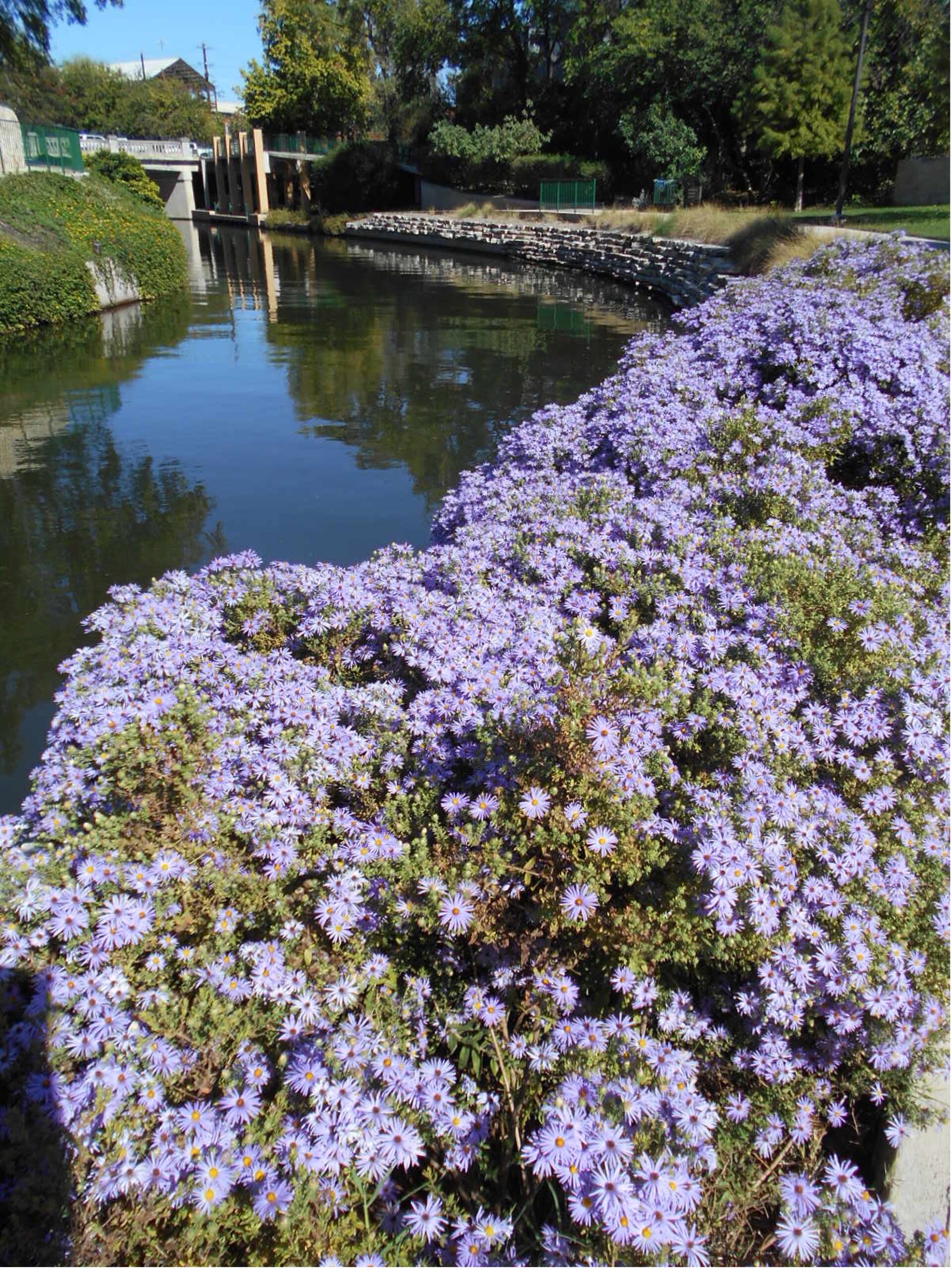 Flowers along the Museum Reach