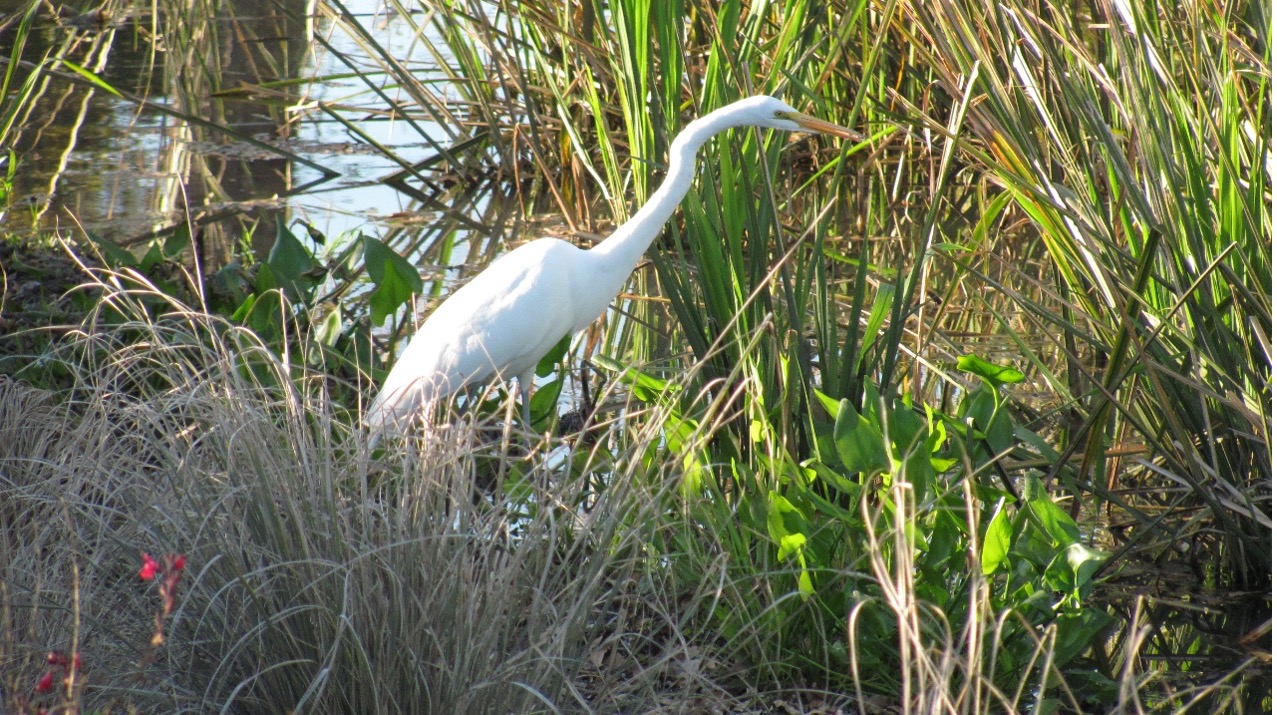 egret