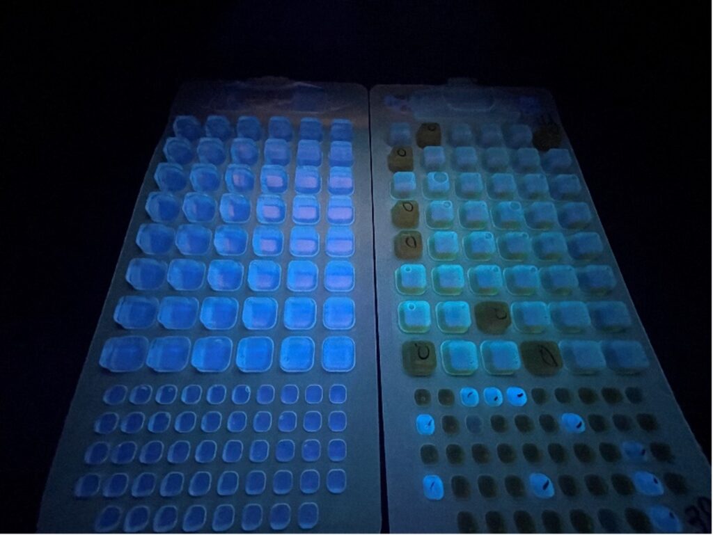 E. coli sample trays. Any cell that fluoresces is present for E. coli.
