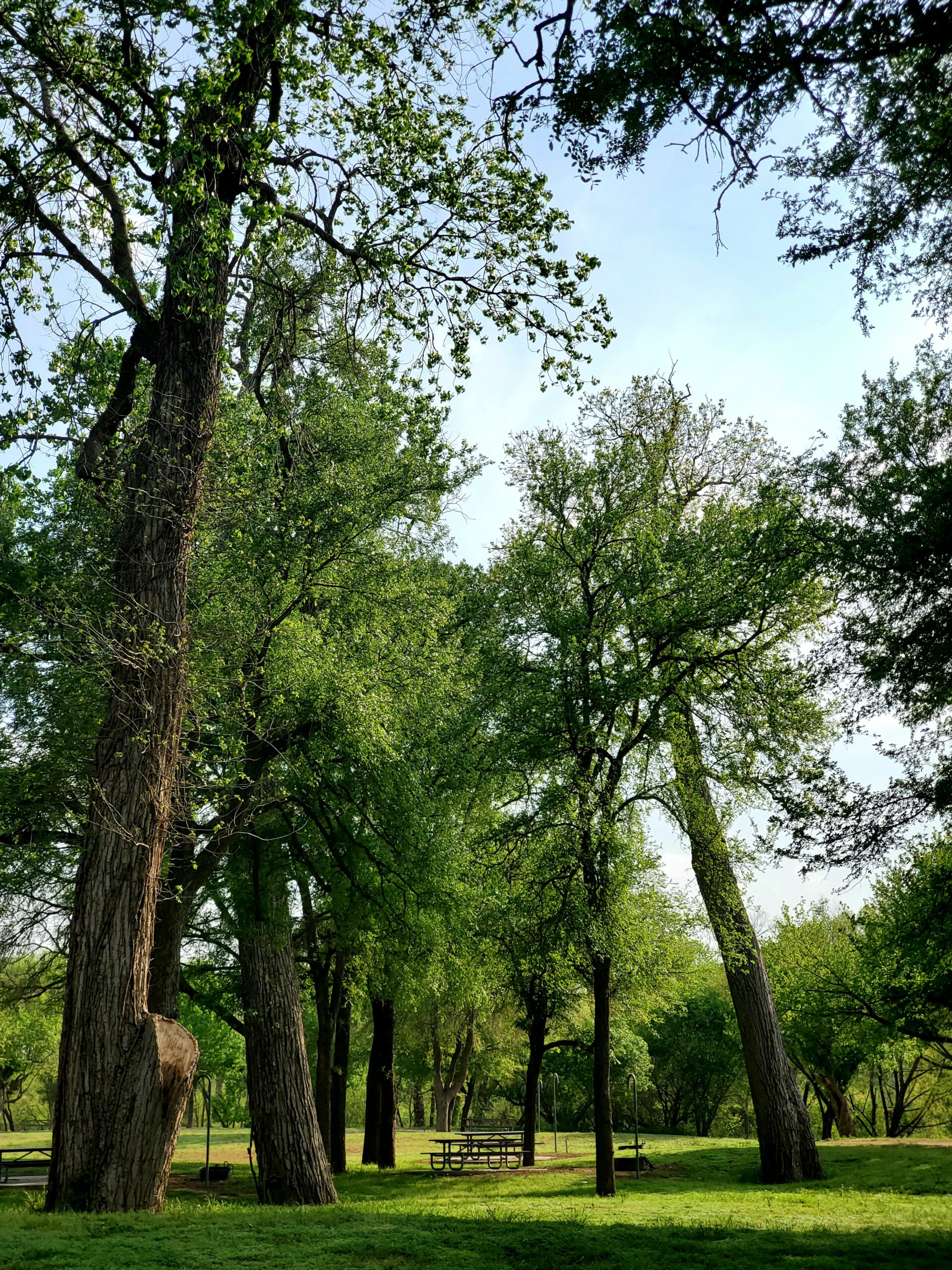 Large trees tower over a picnic bench at Helton Nature Park.