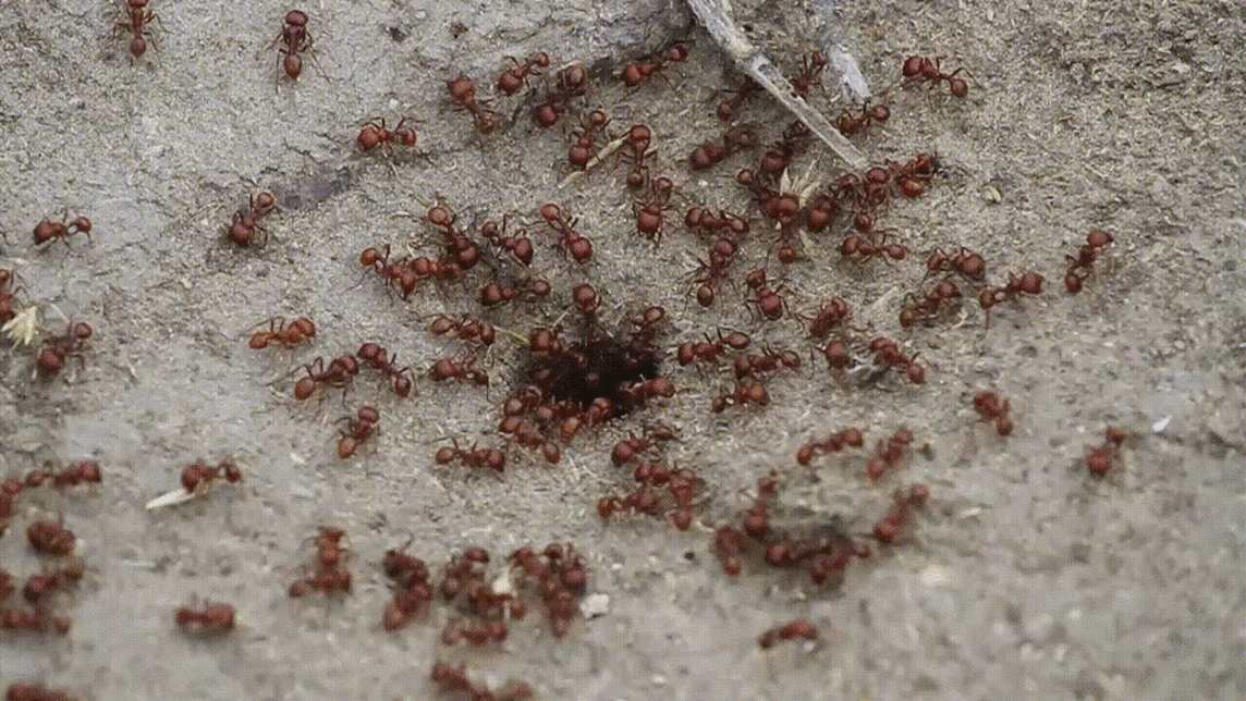 Red harvester ants