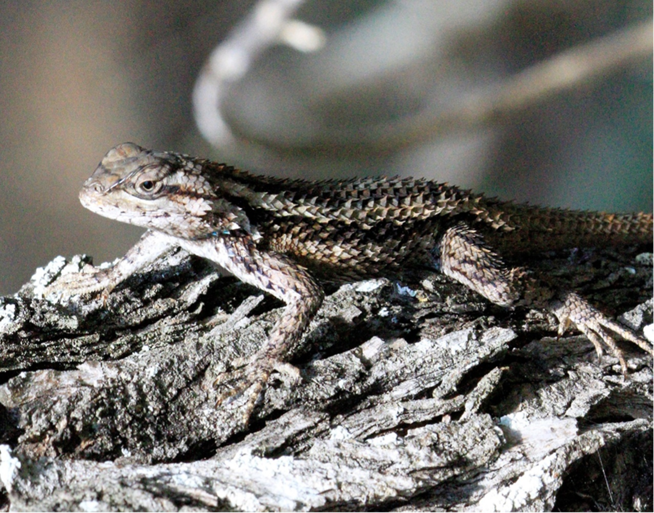 Texas Spiny Lizard