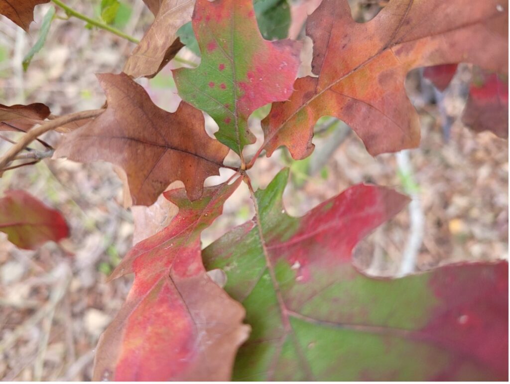 Autumn leaves close up image