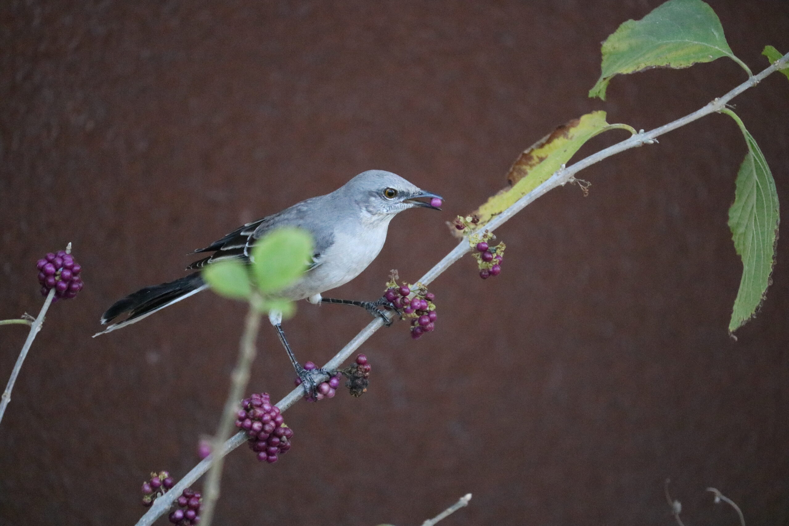 Northern Mockingbird enjoys some berries