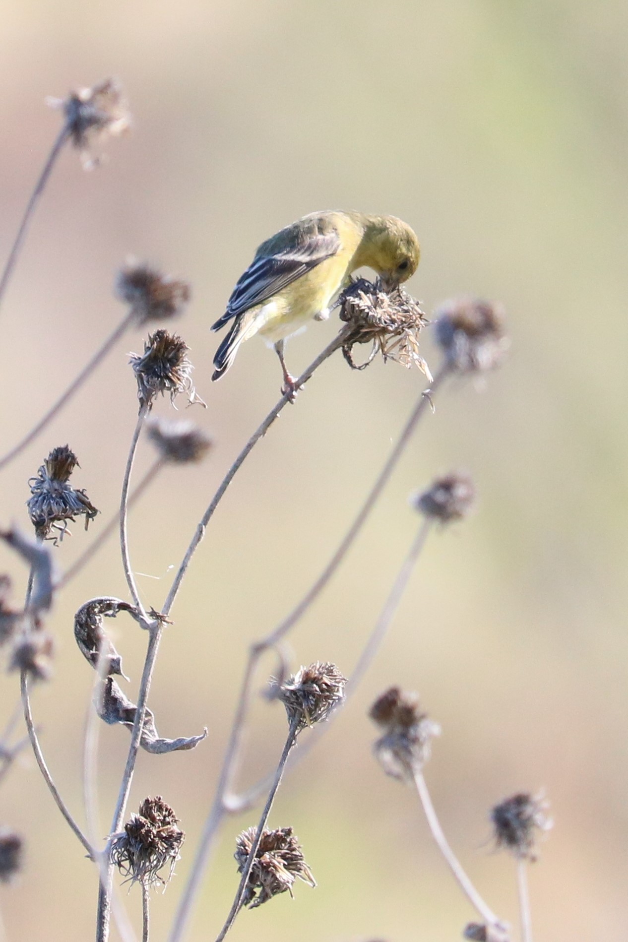 American Goldfinch eating sunflower seeds